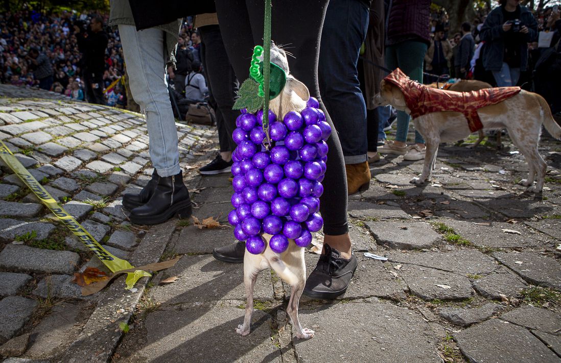 dog as grapes